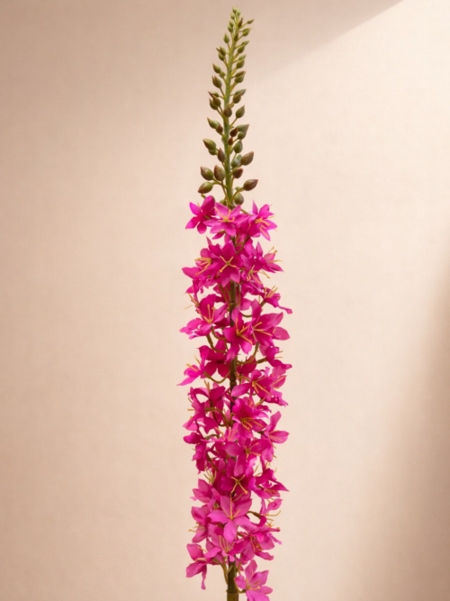 Zijden bloem - Eremerus Pink