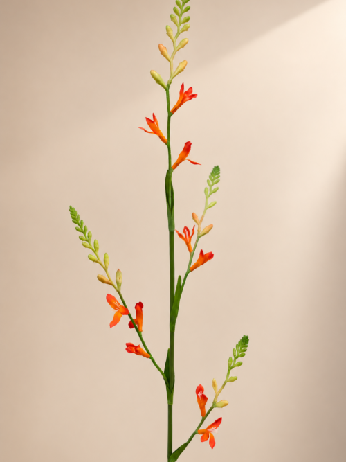 Zijden bloem - Crocosmia Oranje