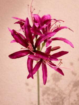 Zijden bloem - Nerine Donker Roze
