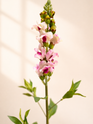 Zijden bloem - Snapdragon Pink