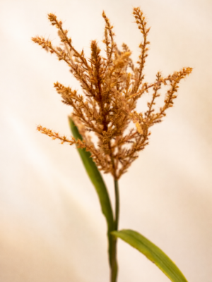 Zijden bloem - Pampas Reed oranje