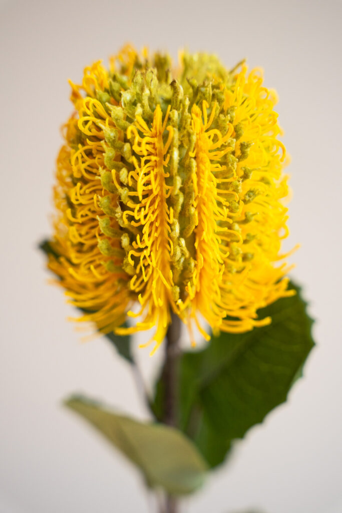 Zijden bloem - Banksia Spray Yellow