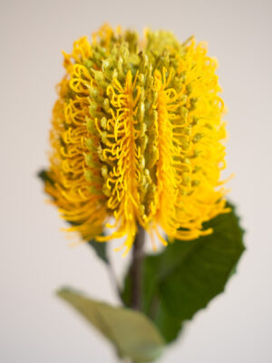 Zijden bloem - Banksia Spray Yellow