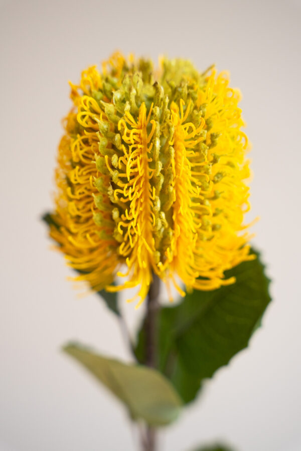 Zijden bloem - Banksia Spray Yellow