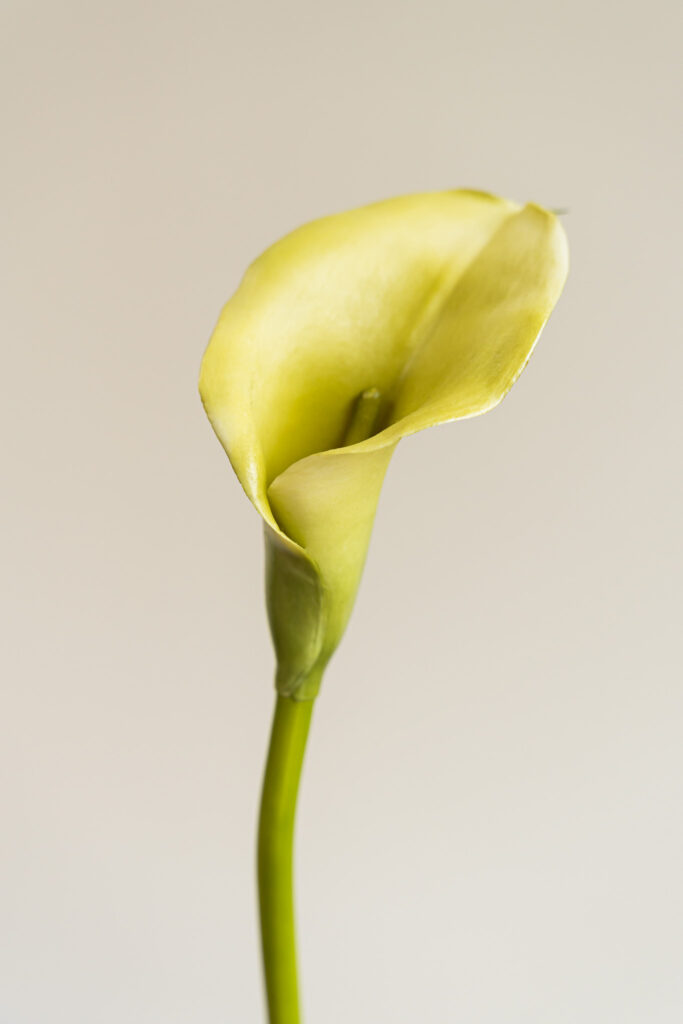 Zijden bloem - Single Calla Lily Green