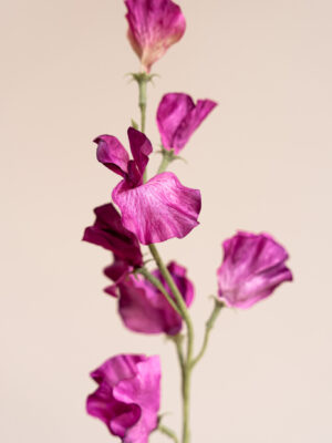 Zijden bloem - Sweetpea Purple