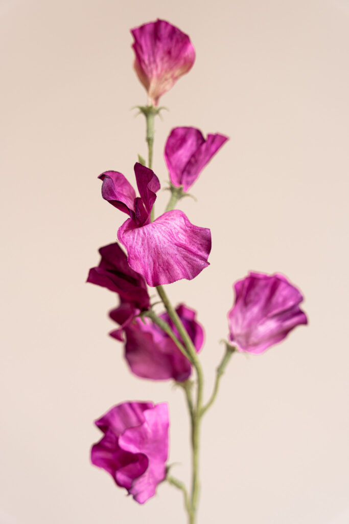 Zijden bloem - Sweetpea Purple
