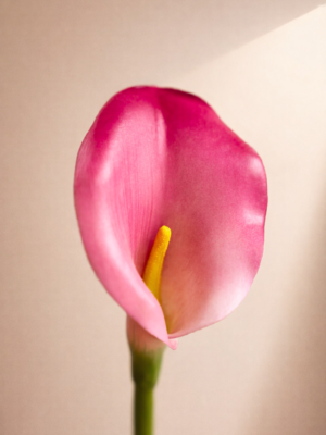 Zijden bloem - Calla Lily Roze