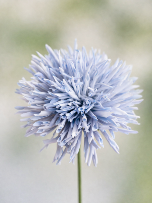 Zijden bloem - Chrysant Licht Blauw