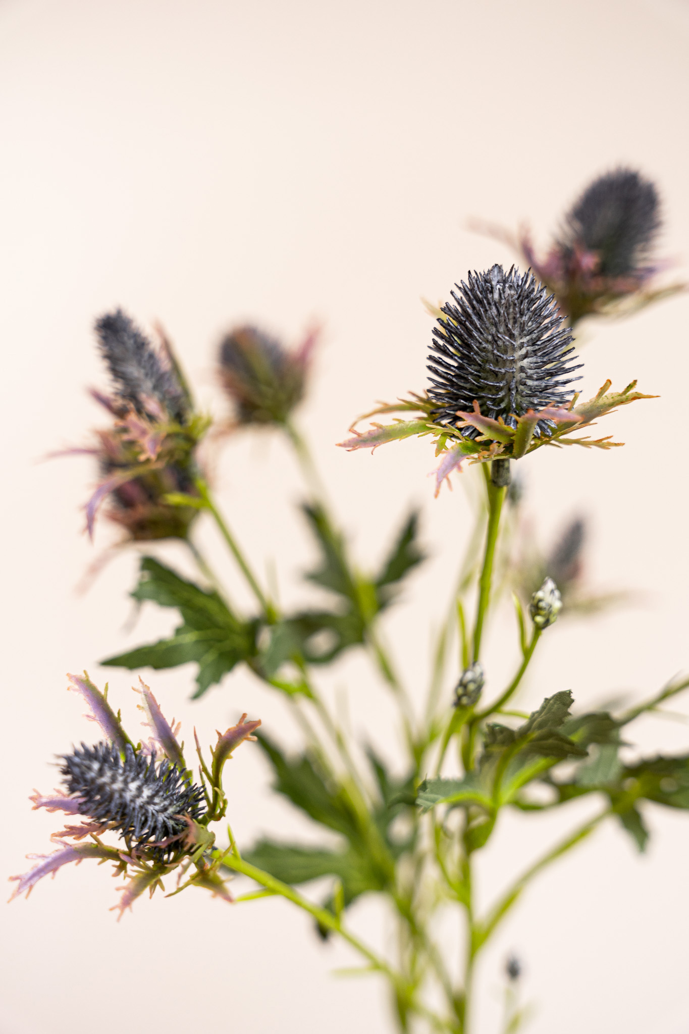 Zijden bloem - Distel Bruin / Groen