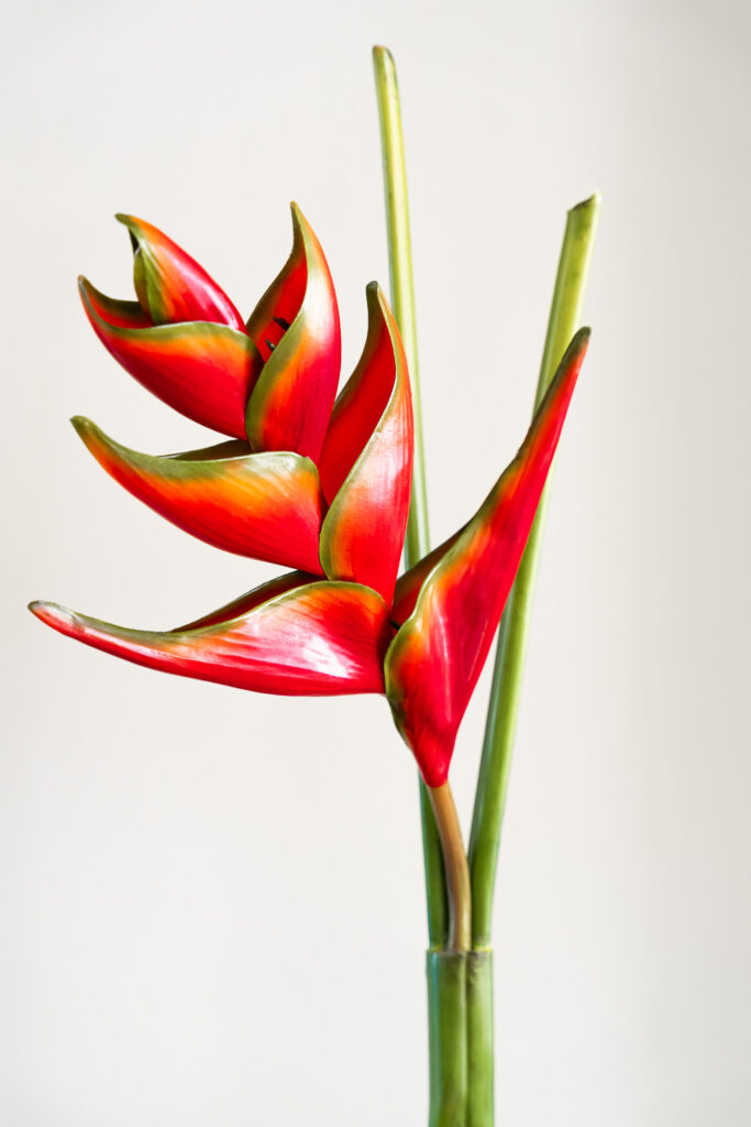 Zijden bloem - Heliconia Lobster Claw