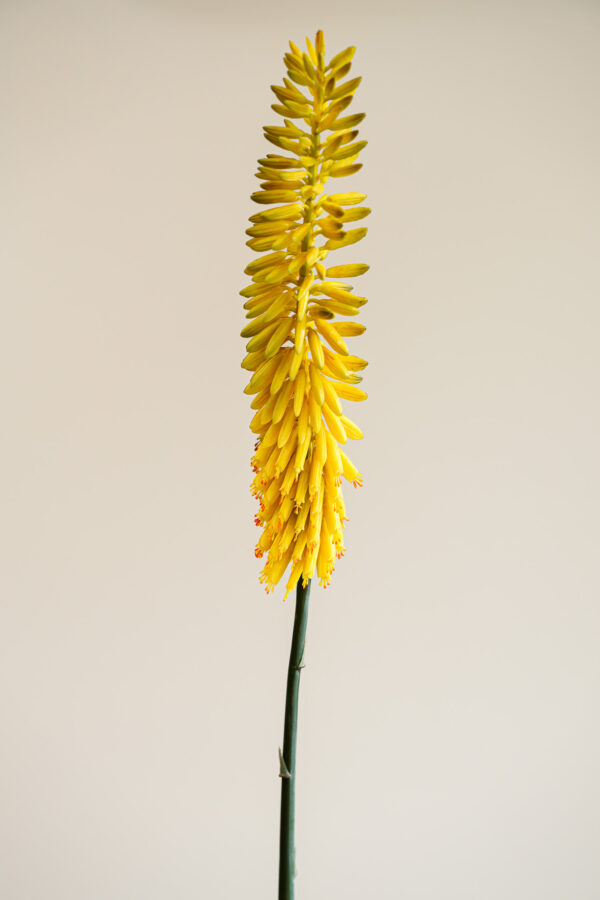 Zijden bloem - Kniphofia Okergeel