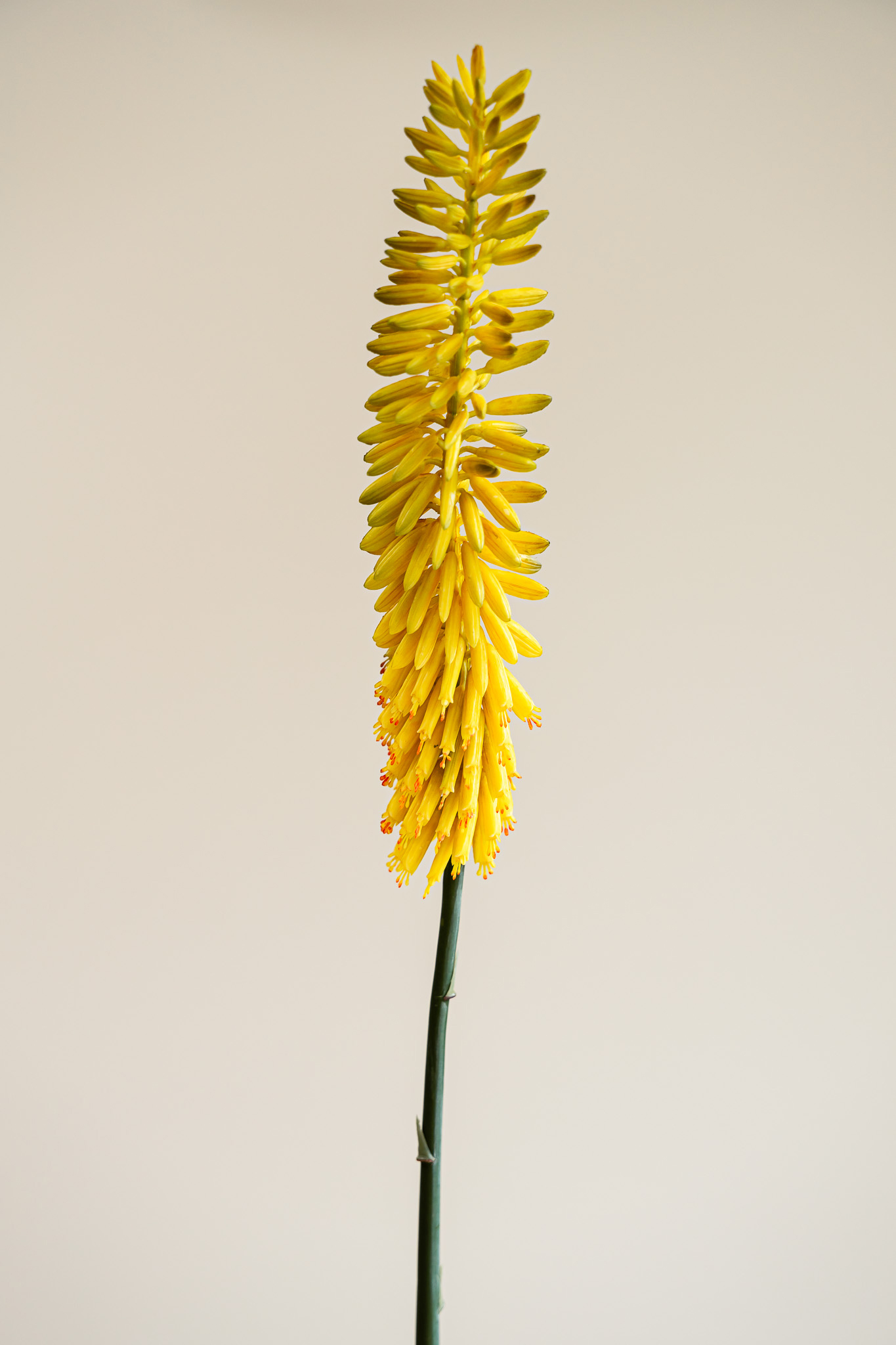 Zijden bloem - Kniphofia Okergeel