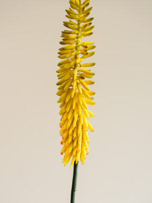Zijden bloem - Kniphofia Okergeel