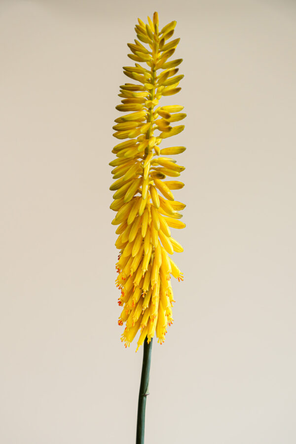 Zijden bloem - Kniphofia Okergeel