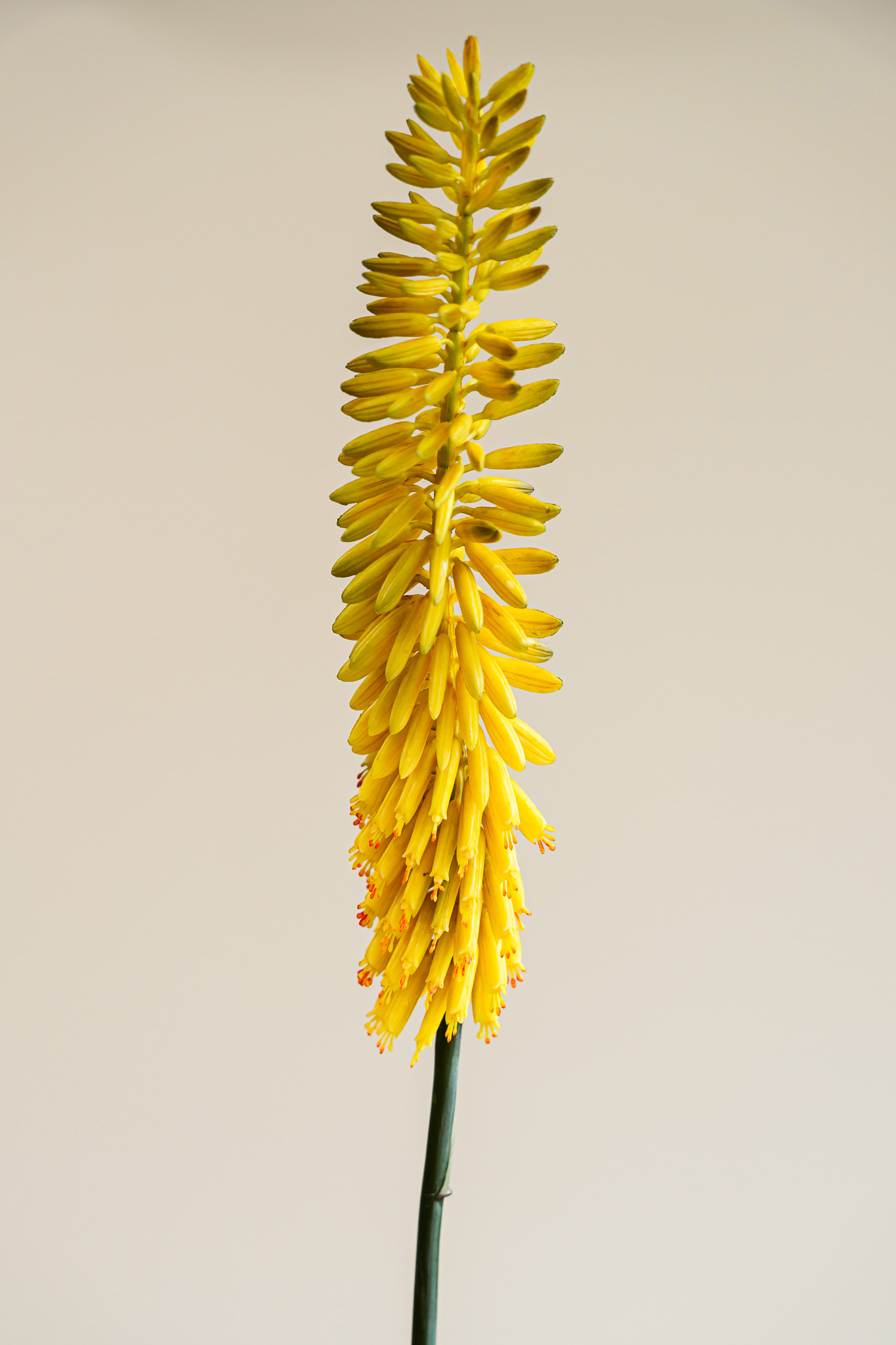 Zijden bloem - Kniphofia Okergeel