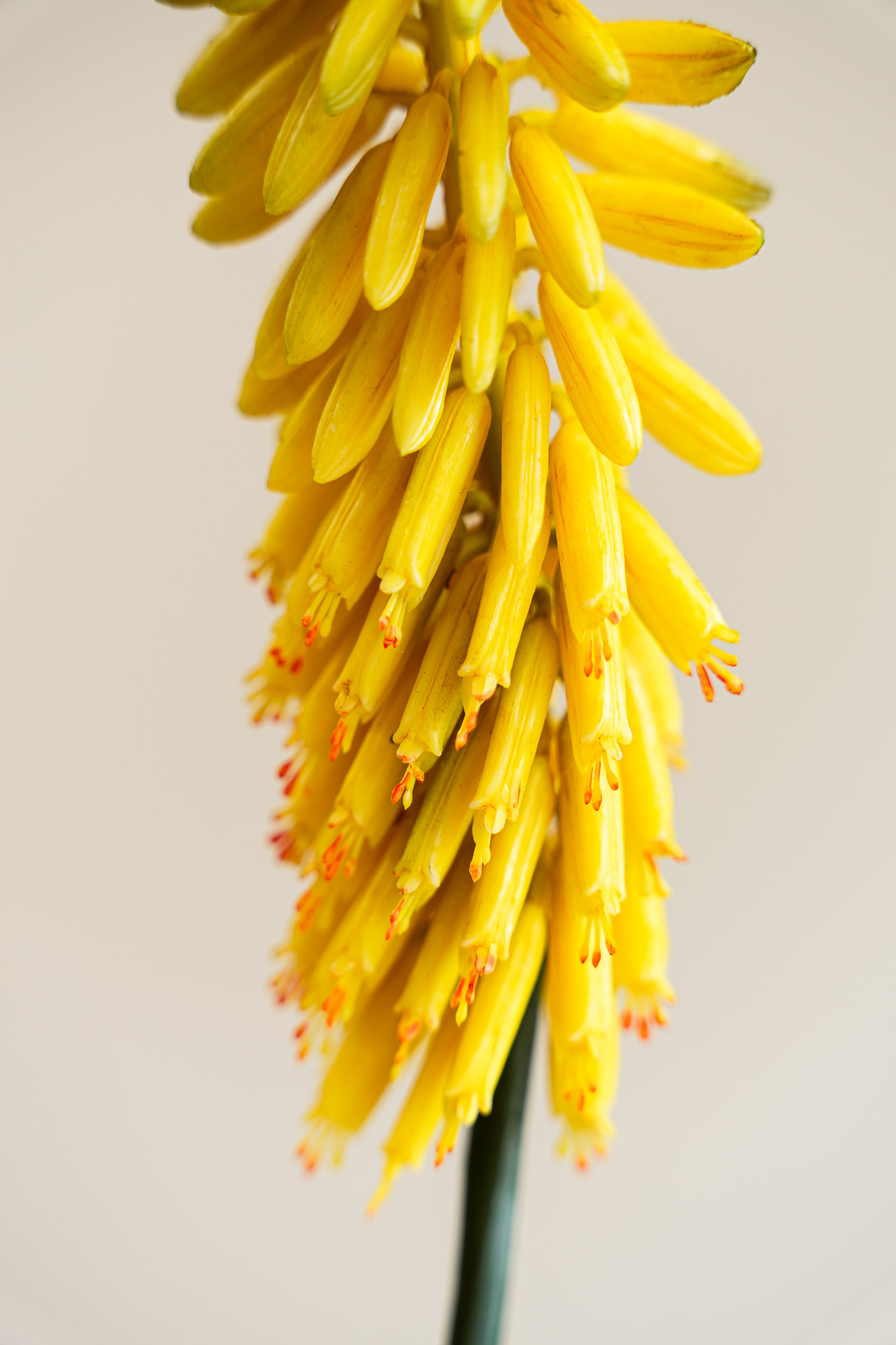Zijden bloem - Kniphofia Okergeel