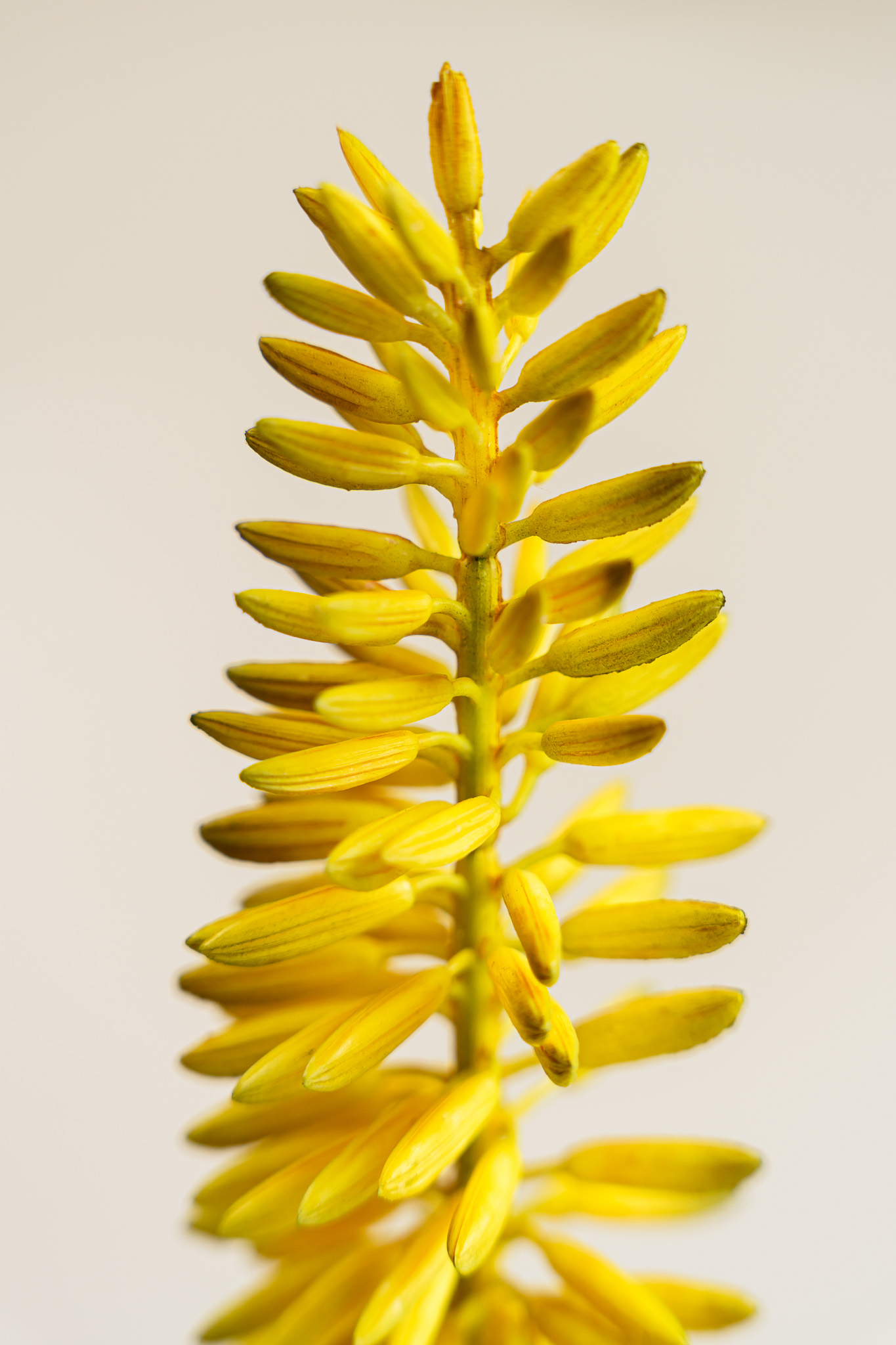 Zijden bloem - Kniphofia Okergeel