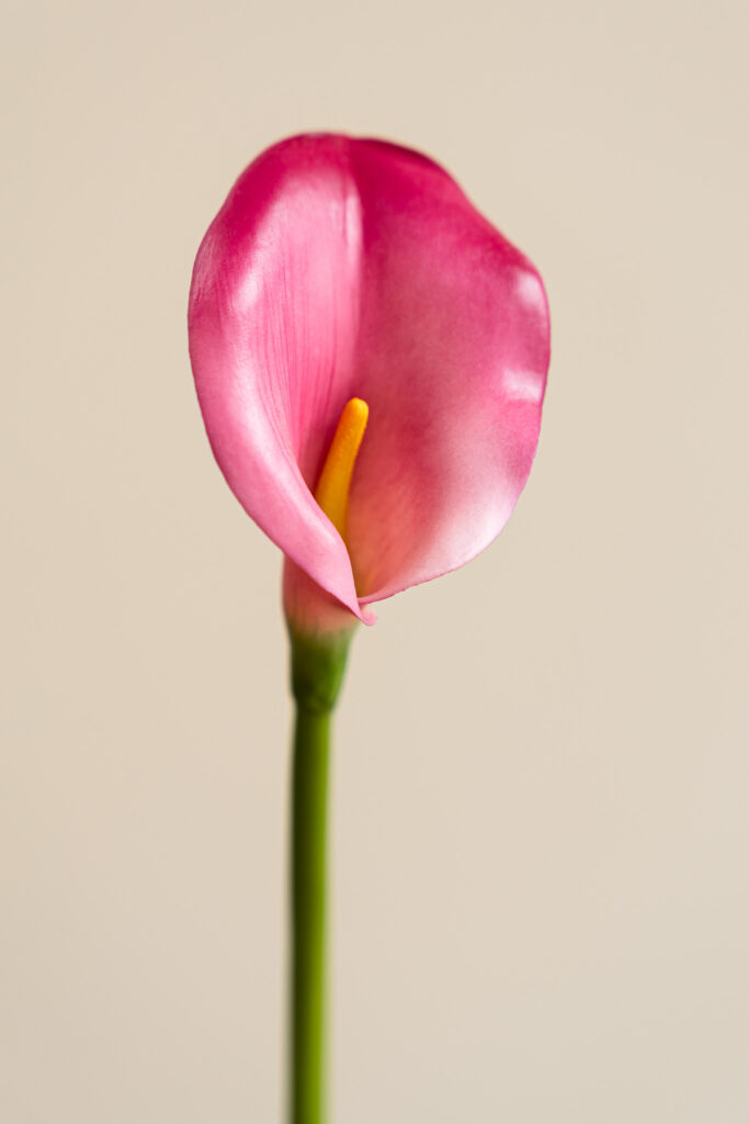 Zijden bloem - Calla Lily Roze