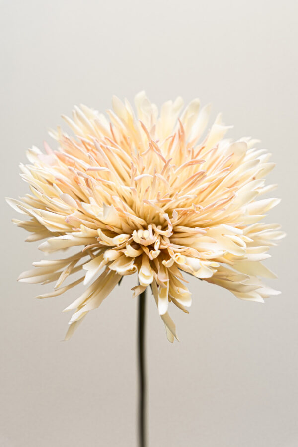 Zijden bloem - Chrysant Beige