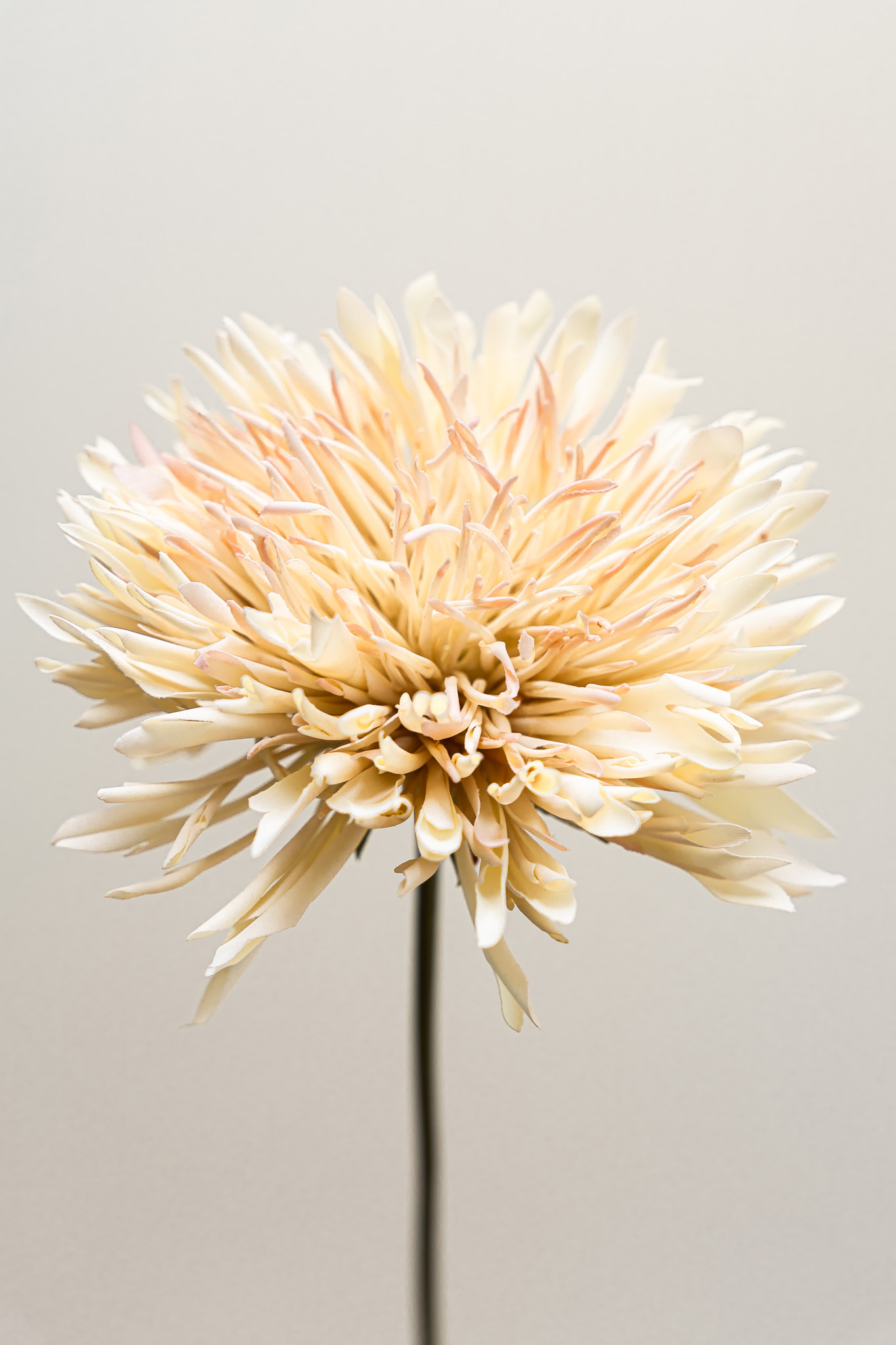 Zijden bloem - Chrysant Beige