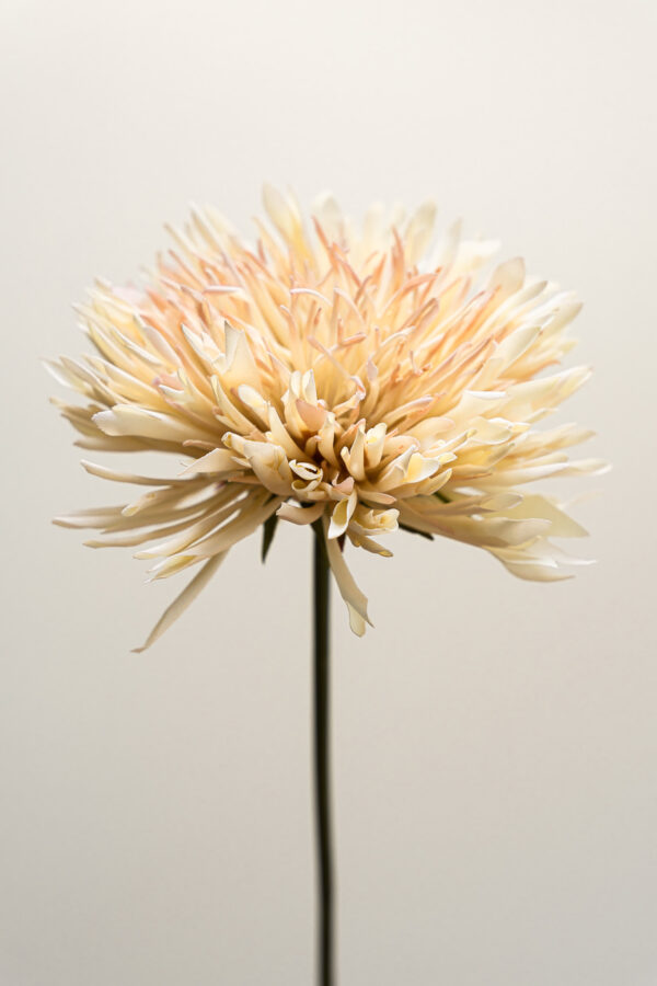Zijden bloem - Chrysant Beige