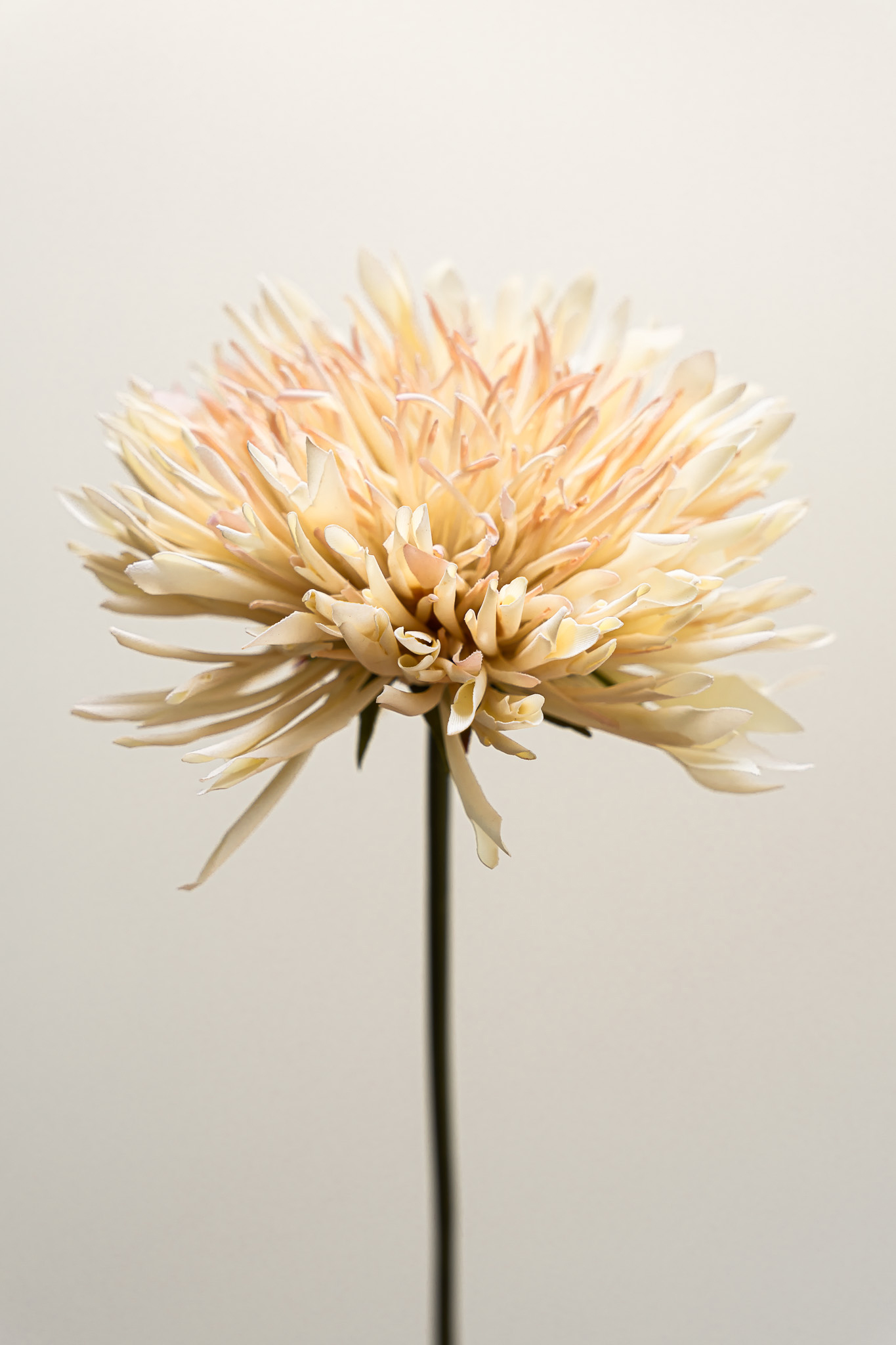 Zijden bloem - Chrysant Beige