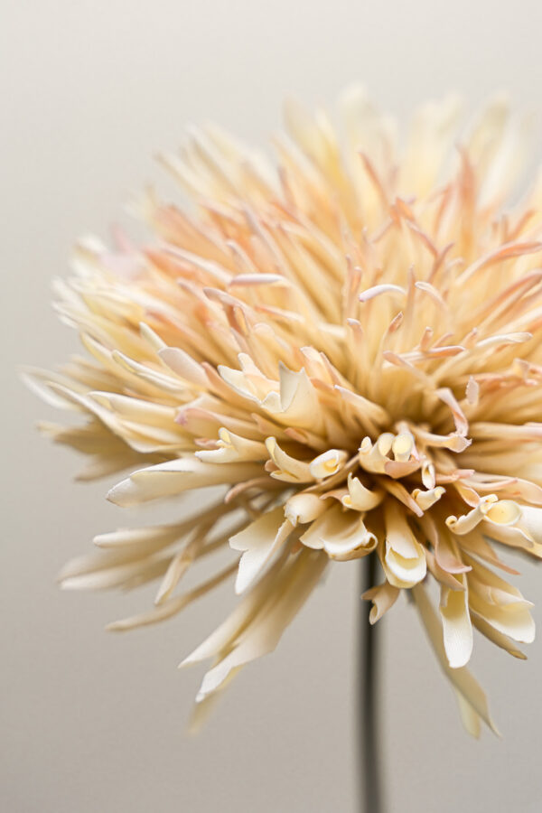 Zijden bloem - Chrysant Beige