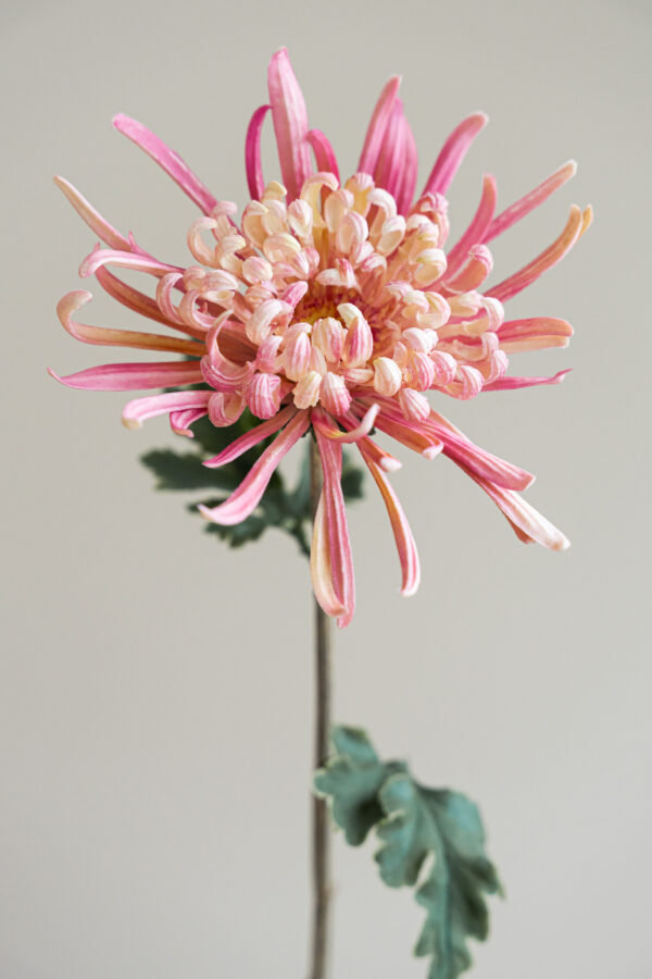 Zijden bloem - Chrysant Puntig Roze