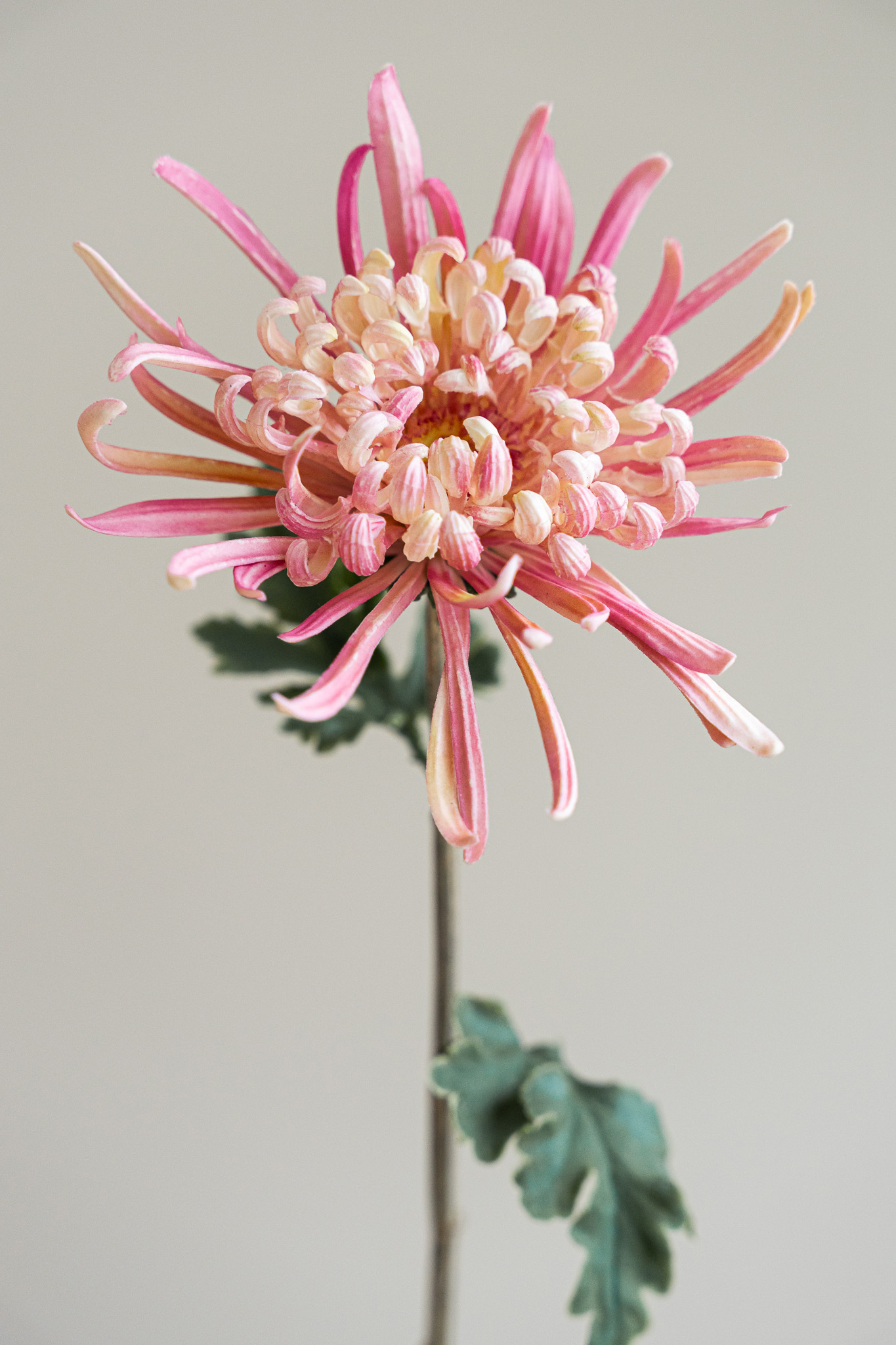 Zijden bloem - Chrysant Puntig Roze