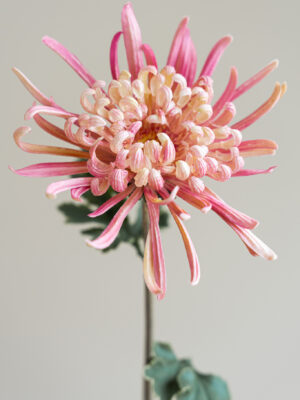 Zijden bloem - Chrysant Puntig Roze