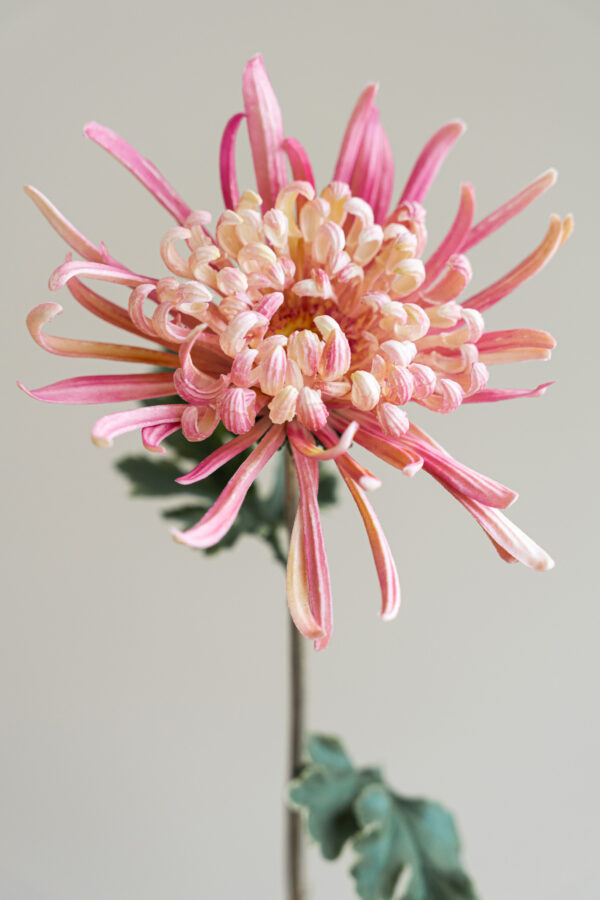 Zijden bloem - Chrysant Puntig Roze
