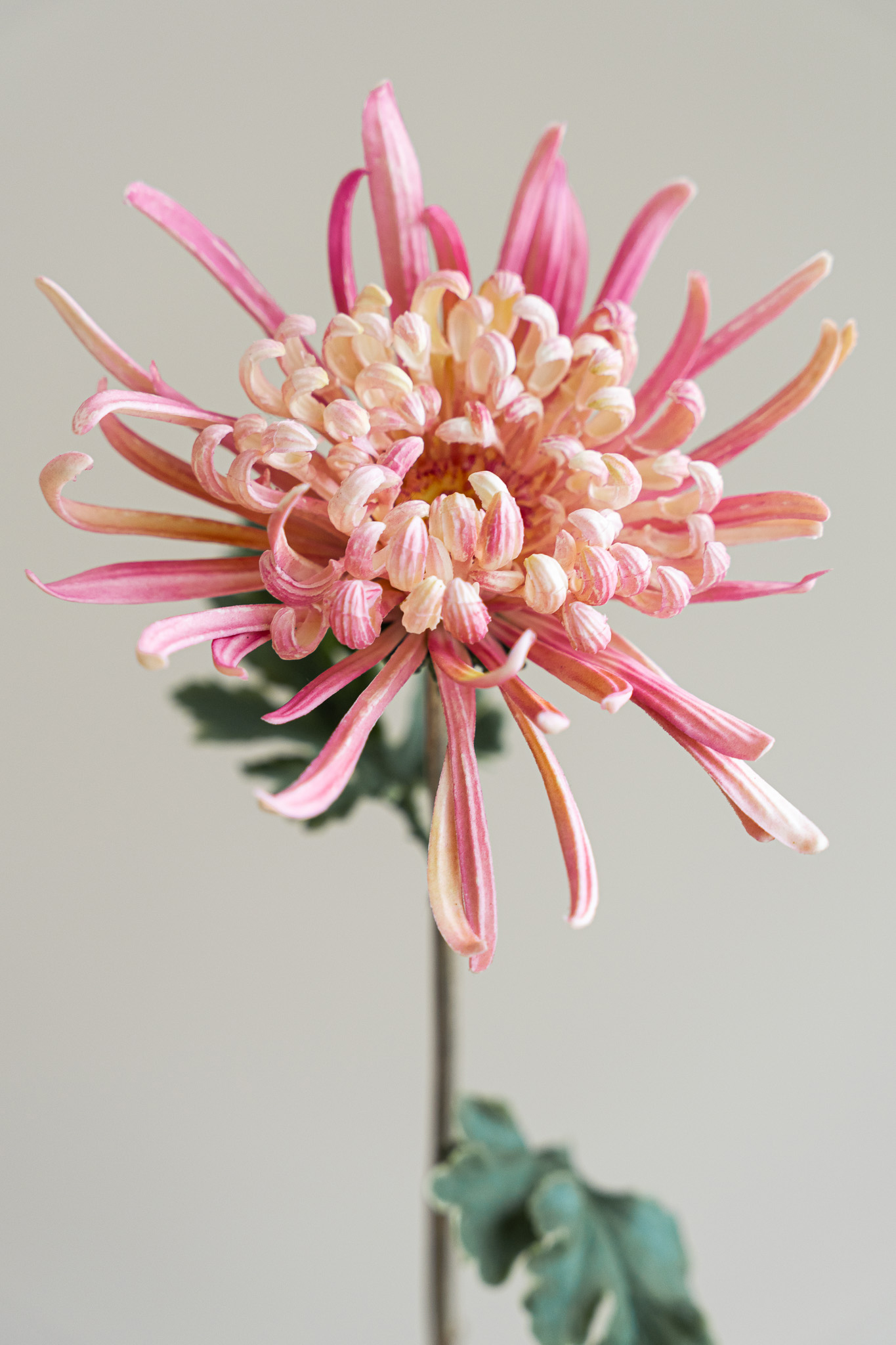 Zijden bloem - Chrysant Puntig Roze