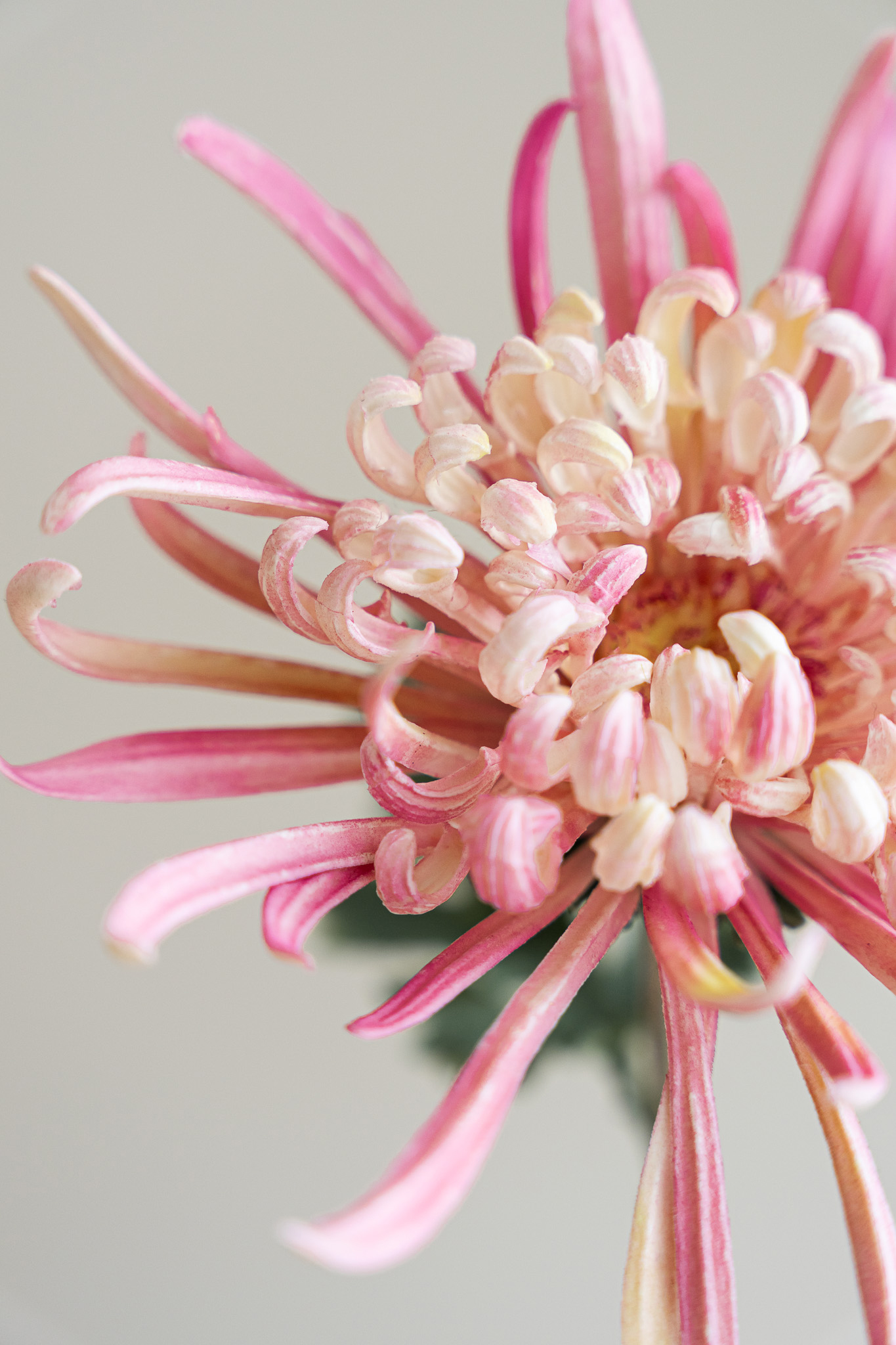 Zijden bloem - Chrysant Puntig Roze