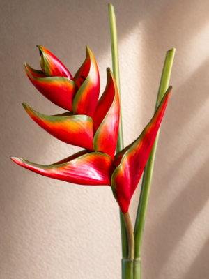 Zijden bloem - Heliconia Lobster Claw
