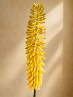 Zijden bloem - Kniphofia Okergeel