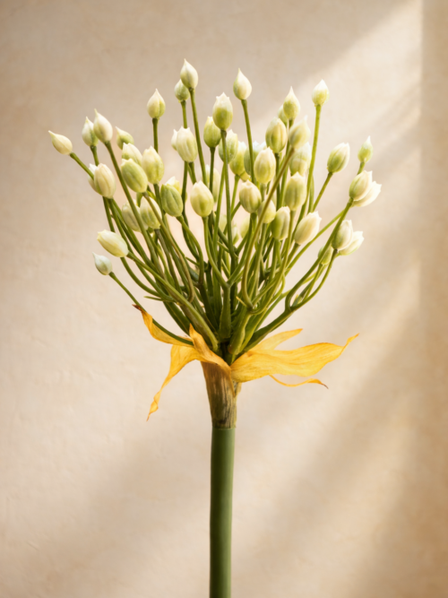 Zijden bloem - Allium Buds Spray Cream