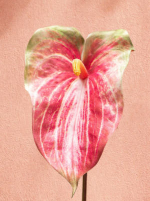 Zijden bloem - Anthurium Spray