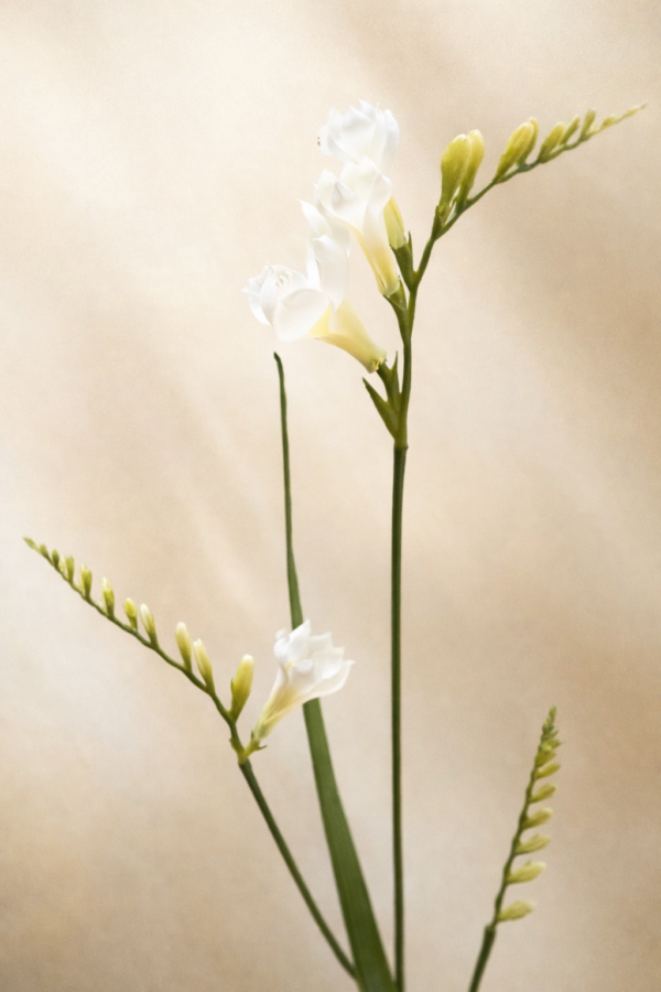 Zijden bloem - Freesia White