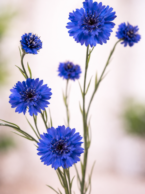 Zijden bloem - Korenbloem Blauw