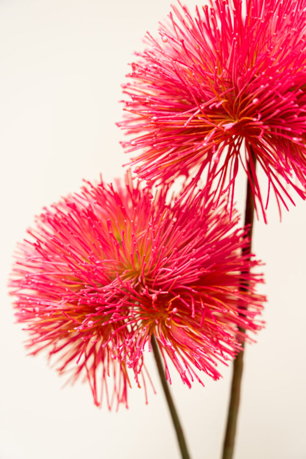 Zijden bloem - Albiza Ball Hot Pink