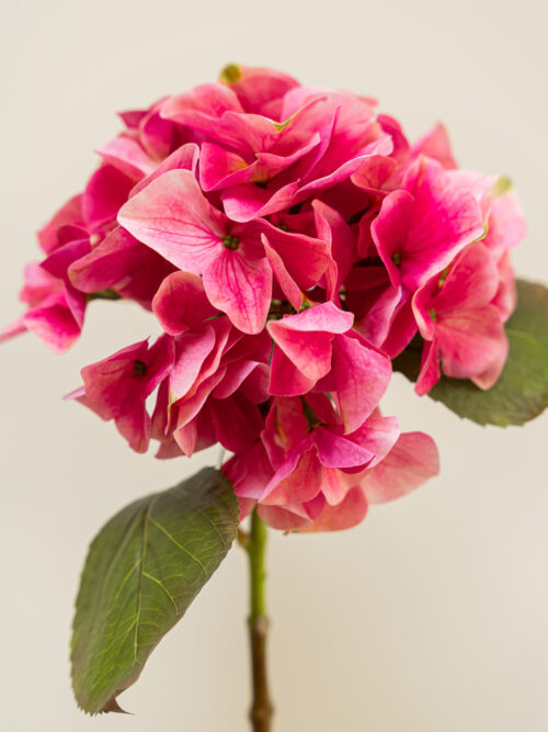 Zijden bloem - Hydrangea Pink