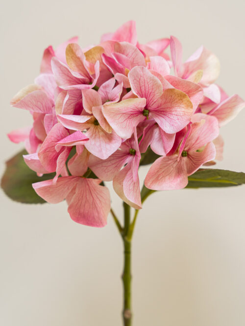 Zijden bloem - Hydrangea Light Pink