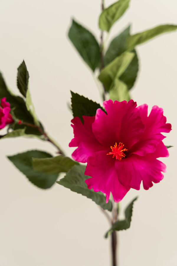 Zijden bloem - Hibiscus Fuchsia