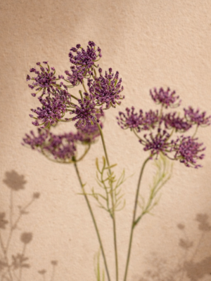 Zijden bloem - Queen Anne's Purple