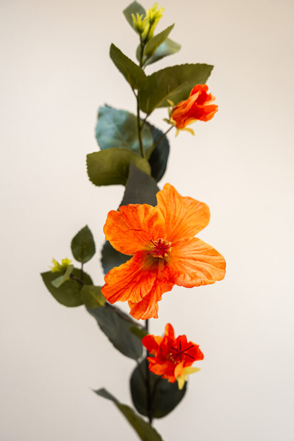 Zijden bloem - Hibiscus Orange