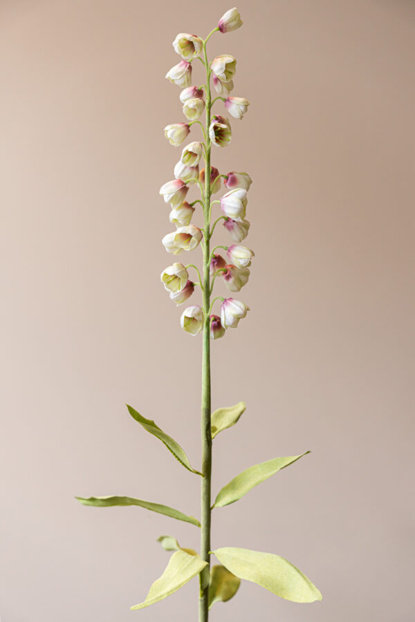 Zijden bloem - Fritillaria Wit
