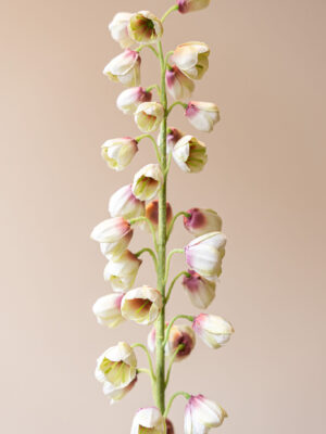 Zijden bloem - Fritillaria Wit