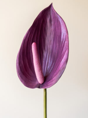 Zijden bloem - Anthurium Paars