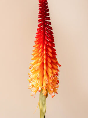 Zijden bloem - Kniphofia Vuurpijl Oranje / Rood